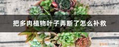 多肉的叶子不小心弄断了 把多肉植物叶子弄断了怎么补救