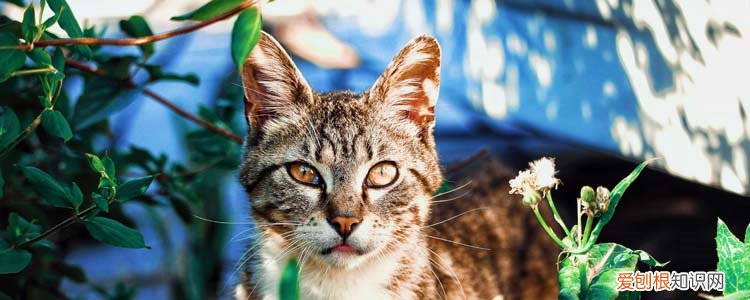 冬季猫咪怕冷吗 冬天猫怕冷吗,猫在冬天怕冷吗,猫咪在冬天会冷吗