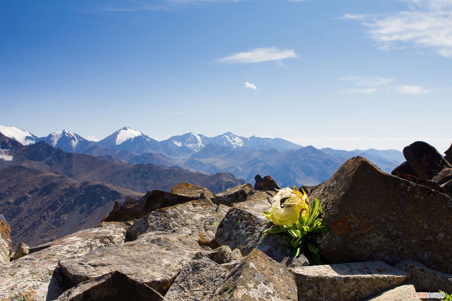 雪莲施什么肥 雪莲浇水多少合适