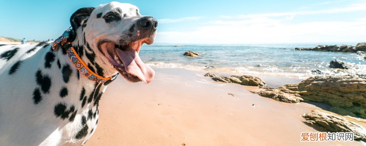 狗狗肛门腺发炎症状 日常要注意帮狗狗清洁喔!