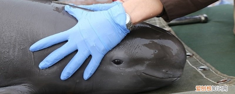 什么是江豚? 江豚的特点是什么