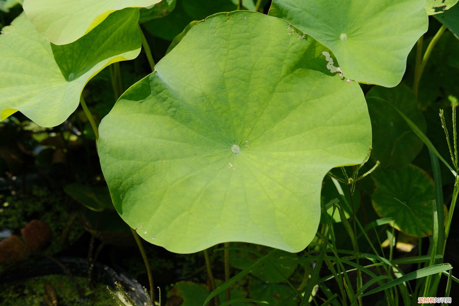 盆栽荷花放多少水 养荷花水放多少合适