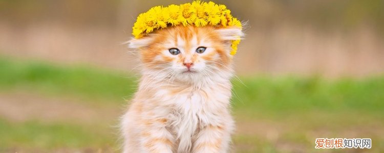 被小奶猫咬要打狂犬疫苗吗,被小奶猫咬了要打针吗,被奶猫咬了要打针吗