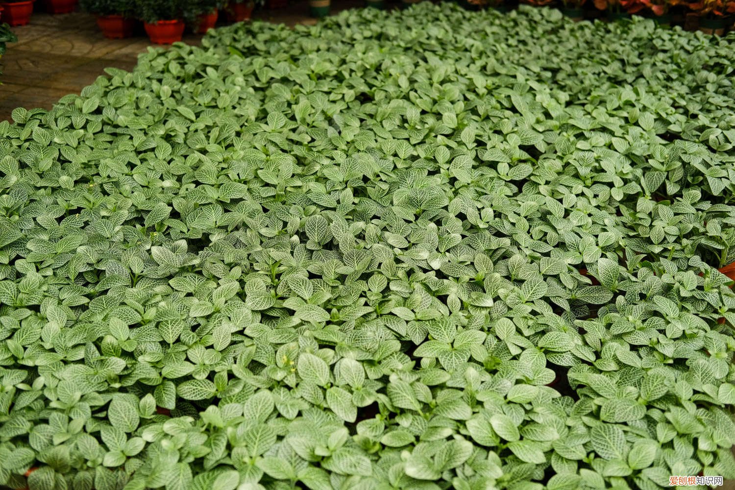 网纹草一天要浇几次水 网纹草多少天浇一次水