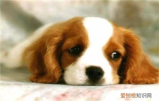 犬瘟症状 从潜伏期到感染期给你处处分析！