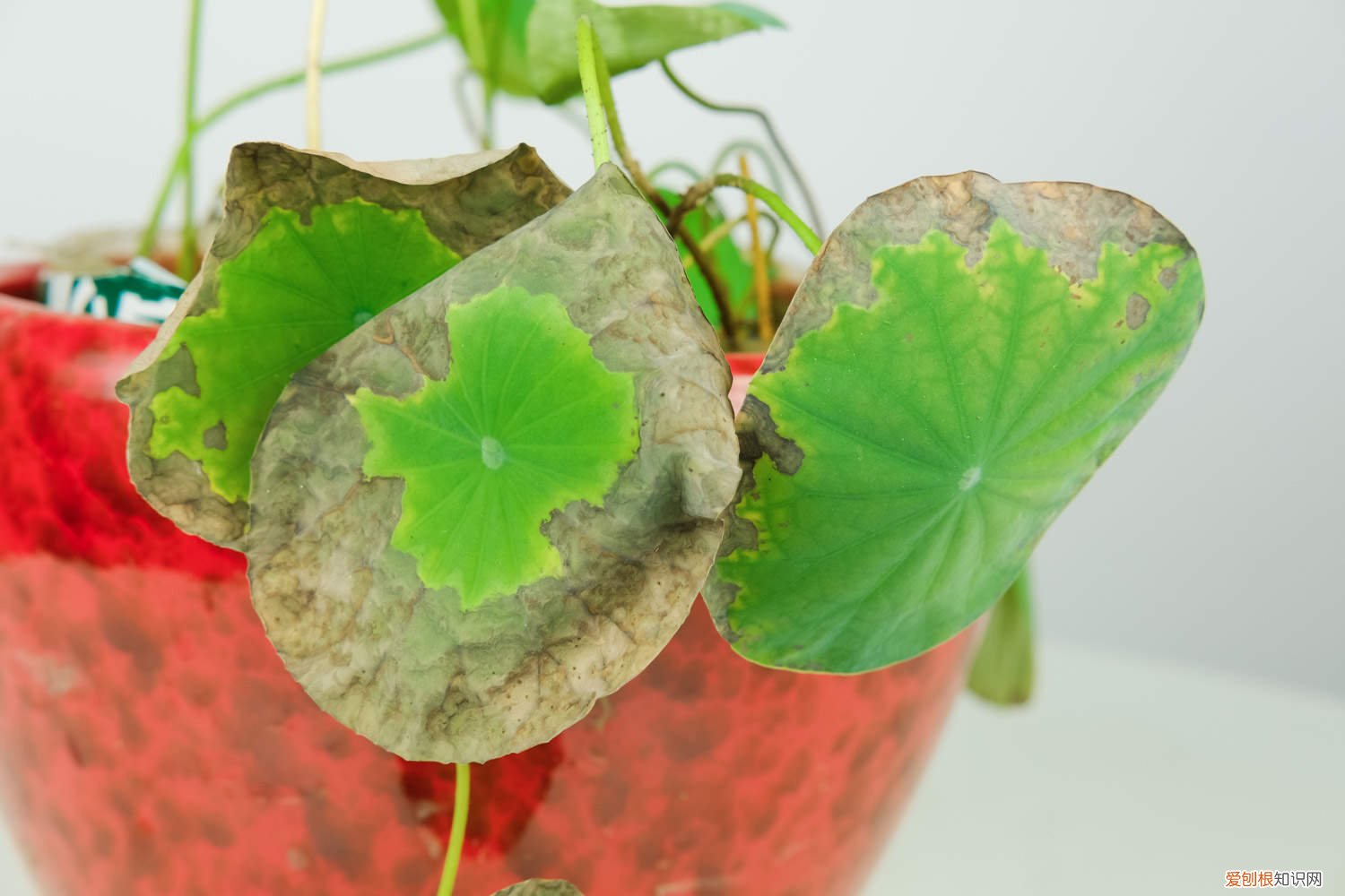 碗莲花什么时候施肥 碗莲一般栽多少天后施肥