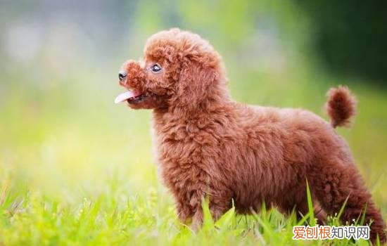 狗狗爪子凉没精神 要根据情况而定哦！