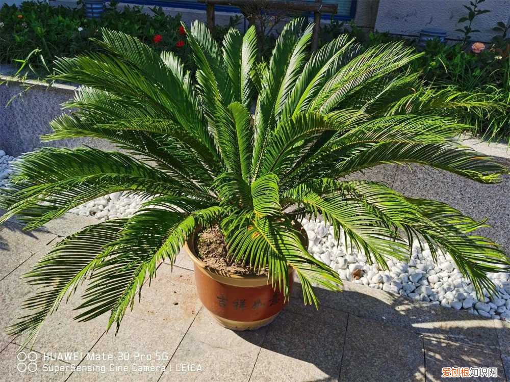 铁树怎么栽培需要多浇水吗 铁树盆栽一次浇多少水呢