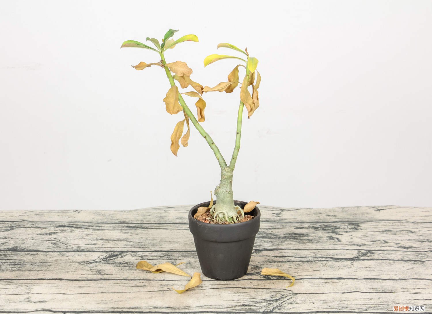 沙漠玫瑰多长时间浇水一次 沙漠玫瑰一次浇多少水