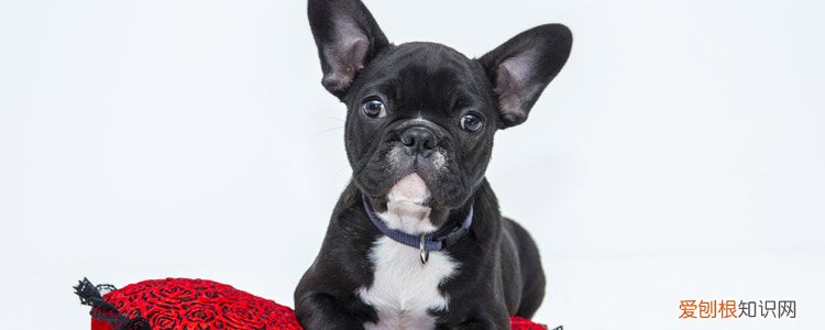 狗狗大便带血精神很好 可能是肠胃出血!