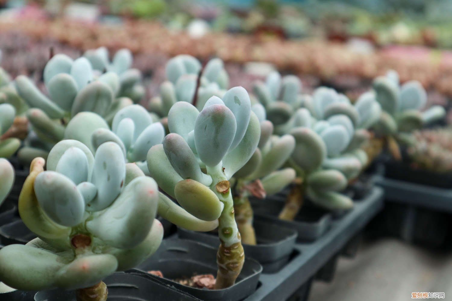 肉肉究竟多少天浇水 肉肉浇水需要浇多少