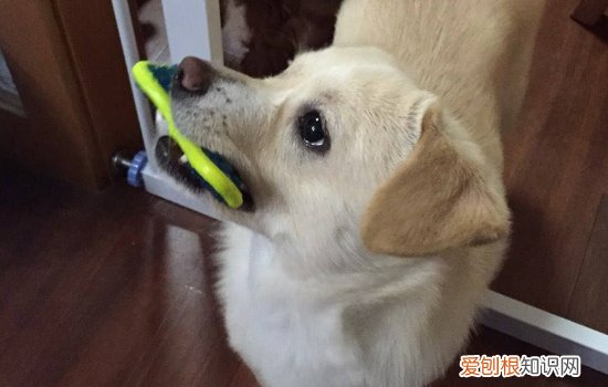 狗狗去世前会什么表现 这五种表现太让人心疼了！