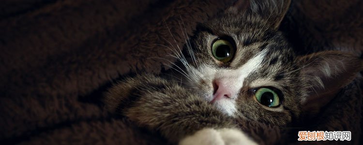 小猫躲在引擎盖里面不出来怎么办?,小猫卡到汽车引擎里怎么出来,小猫钻车引擎怎么办