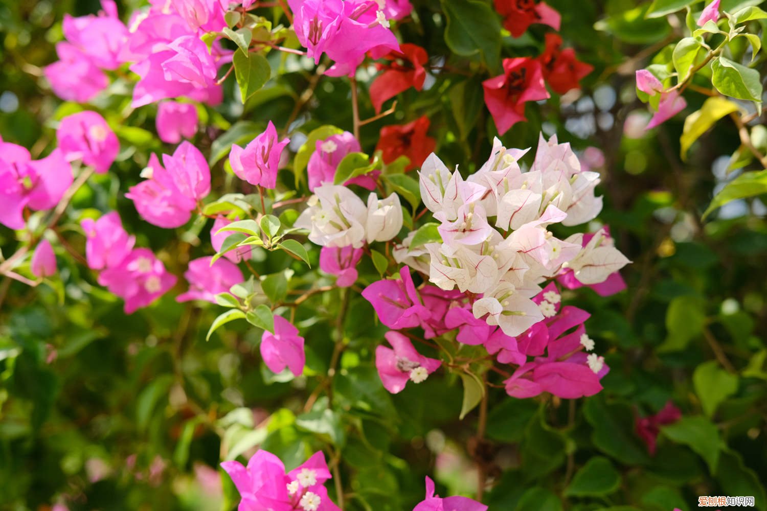 刚换盆的三角梅多久浇一次水 换盆后三角梅浇多少水