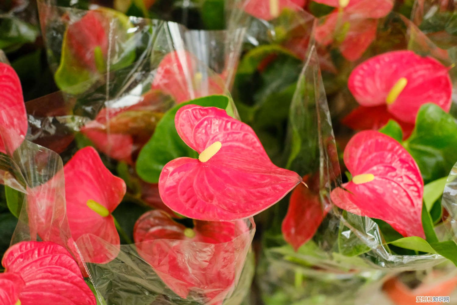 火鹤花水养注意事项 火鹤花水培加多少水