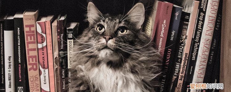 猫老化的症状 猫咪变老的症状,从哪能看出猫咪变老,猫咪开始变老的症状