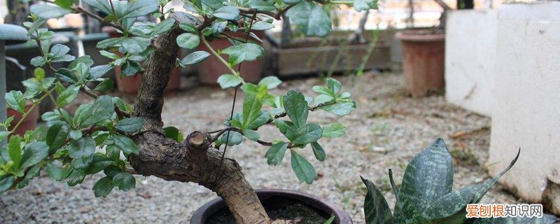 福建茶小盆景该什么时候浇水 福建茶盆景多少时间浇次水