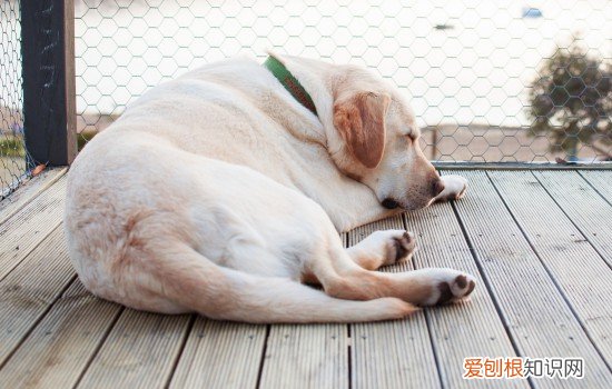 狗狗抽筋全身僵硬 狗狗癫痫要提防!