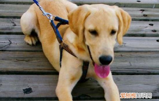 狗狗呼吸困难带鼻哼音 闭眼要当心!