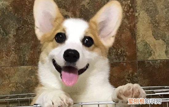 狗狗呼吸困难带鼻哼音 闭眼要当心!