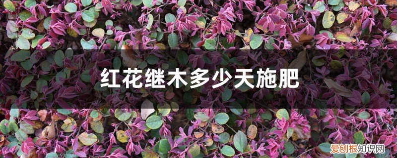 红花继木施什么肥 红花继木多少天施次肥