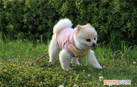 狗狗眼睑边缘长疙瘩 这两种皮肤病要尽快治疗