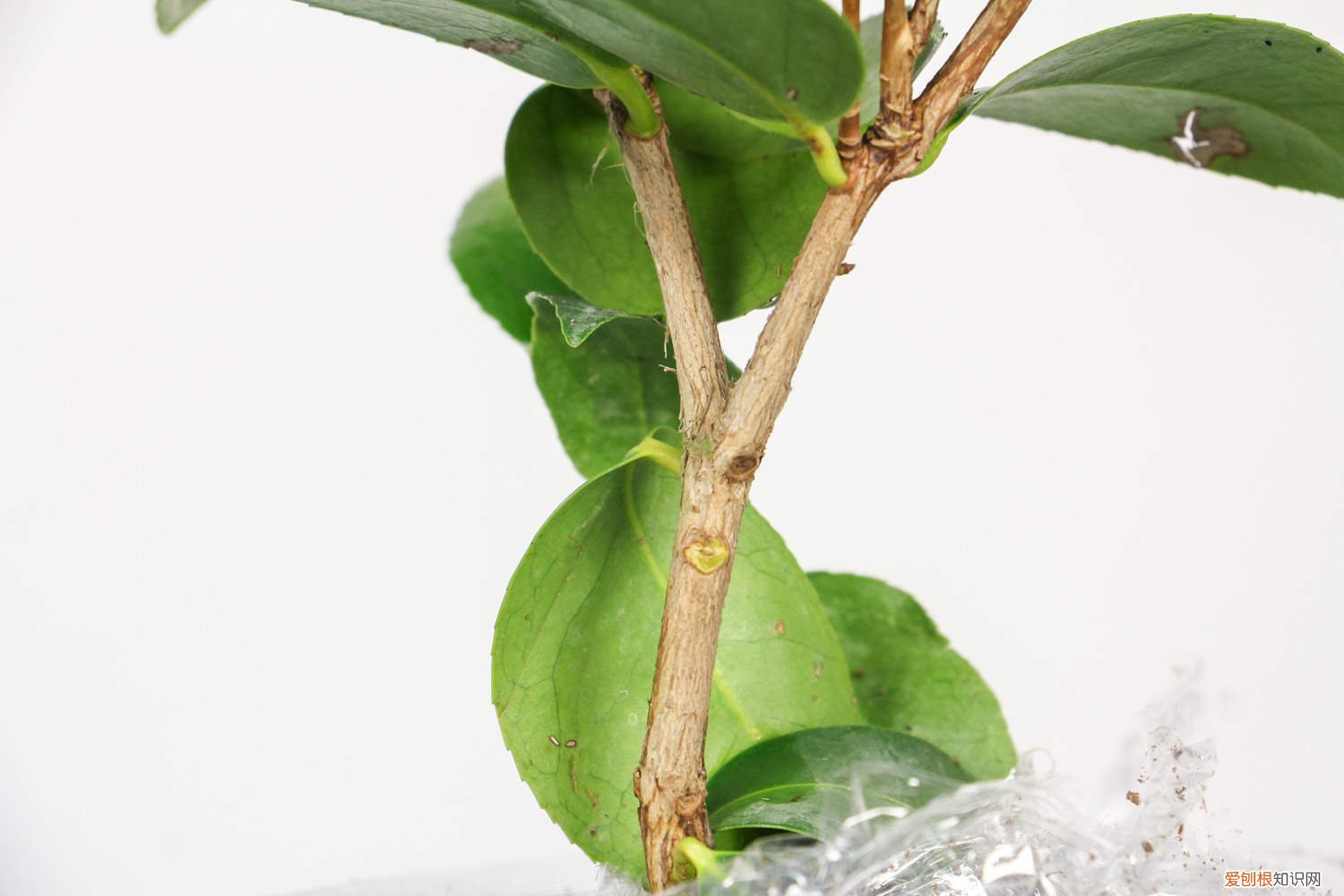 栽茶树间距多少合适? 栽山茶株距行距是多少