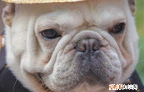 狗狗细小治疗中吐褐色 狗狗细小愈后该如何预防