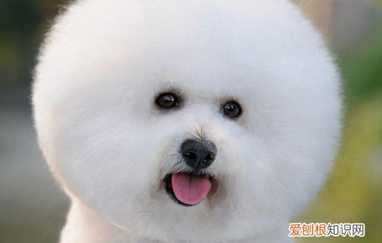 比熊有虫的前兆 这十点你要提防了!