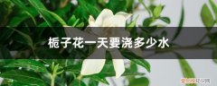 栀子花一天要浇多少水最好 栀子花一天要浇多少水