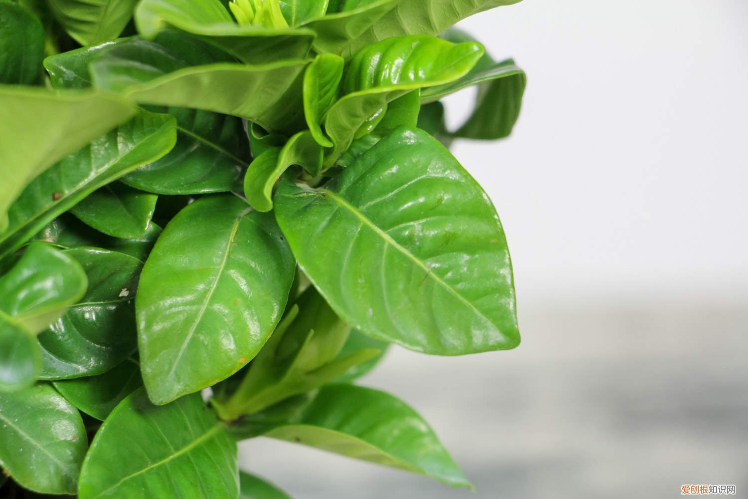 栀子花一天要浇多少水最好 栀子花一天要浇多少水