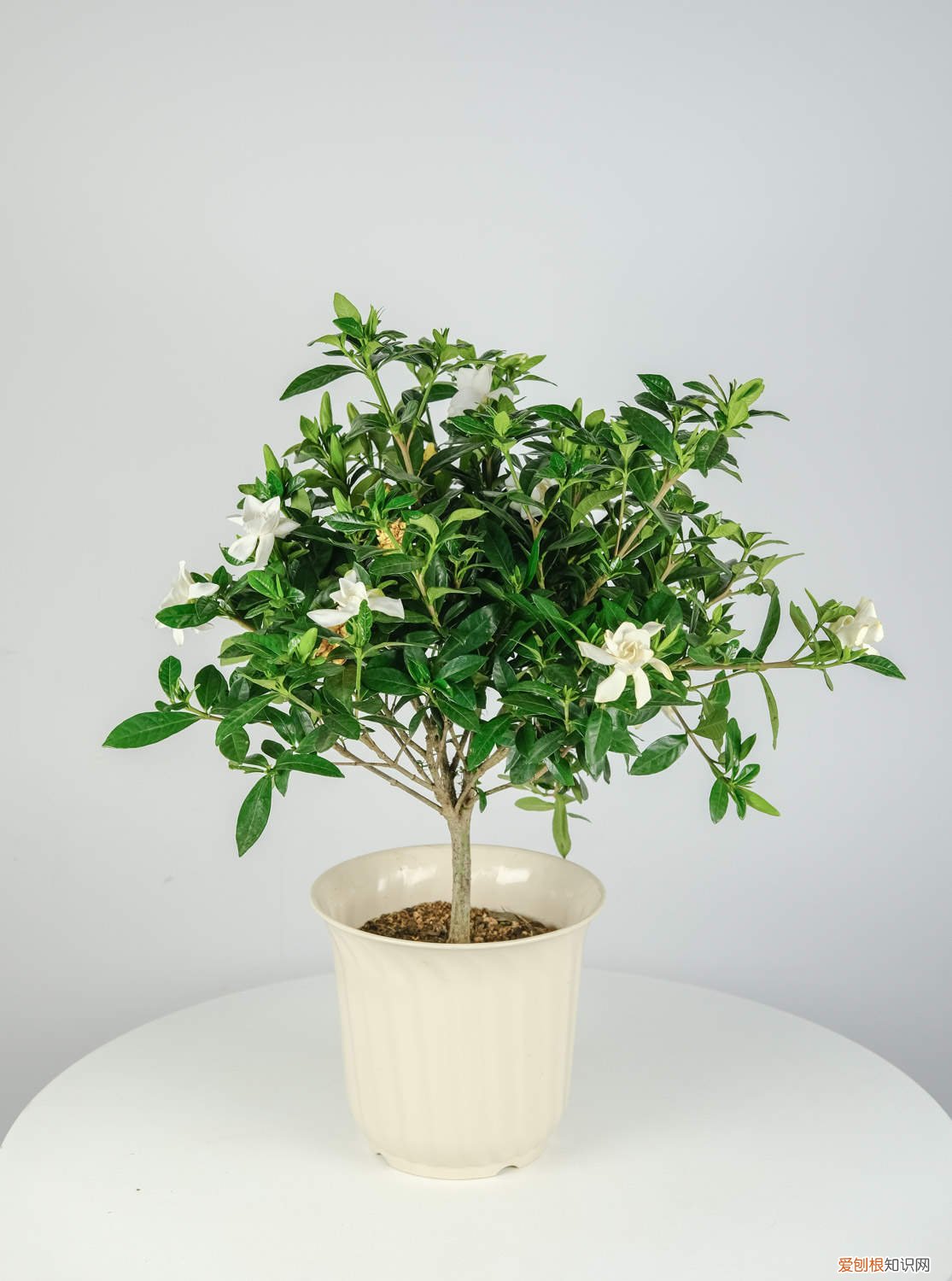 栀子花得浇多少水啊 栀子花得浇多少水