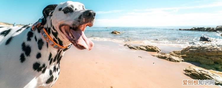 狗狗毛发干燥身上有皮屑怎么办 首先治疗皮肤问题