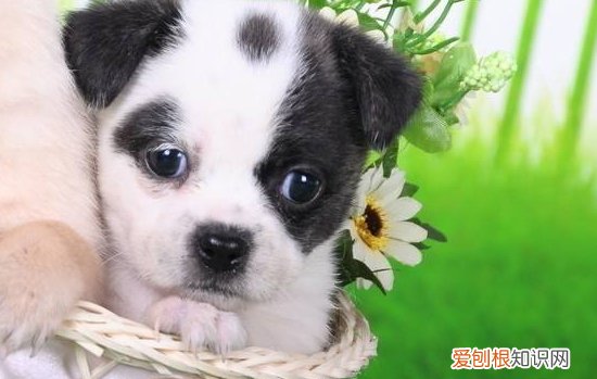 狗狗胃炎的症状 如何预防狗狗胃炎 你知道吗