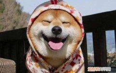 狗狗得了狗瘟能治好吗？ 治好需要多少钱？