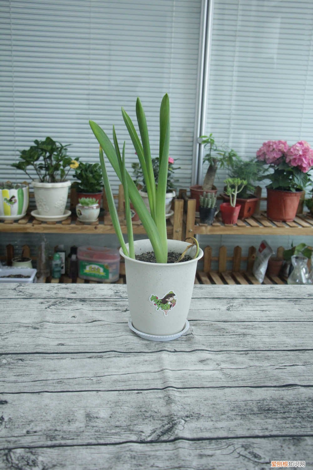 怎样水培风信子 水培风信子放多少水