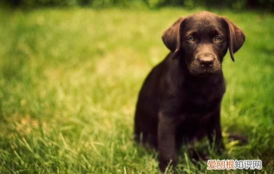 狗狗感冒的症状有哪些 主人要多关心狗狗哦！