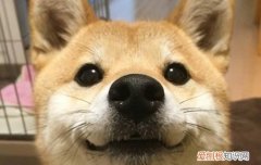 狗狗吃了老鼠药怎么急救正确的催吐方式get