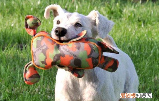 狗狗吃了不该吃的东西怎么办？ 能催吐和不能催吐的情况