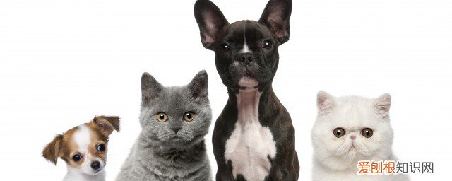 猫咪得了猫瘟怎么办 猫瘟如何治疗