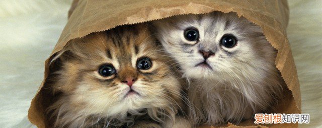 猫咪发情怎么办 猫发情了怎么办