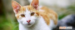 猫咪发抖是怎么回事 猫咪发抖是什么原因