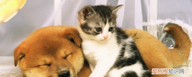 猫吐了怎么办 猫吐了怎处理好