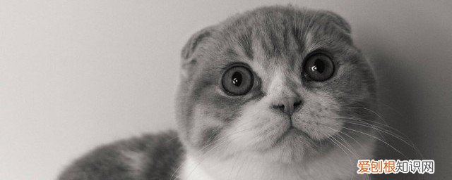 猫咪吐了怎么办 猫咪吐了要如何处理好呢