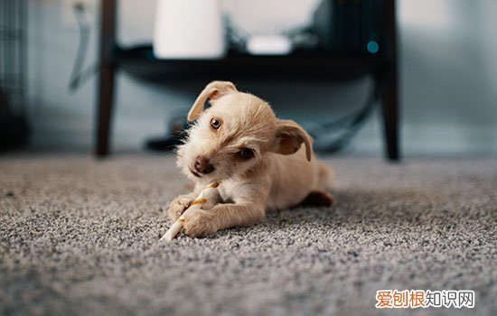 狗狗泪痕是天生的吗 有办法减轻吗?