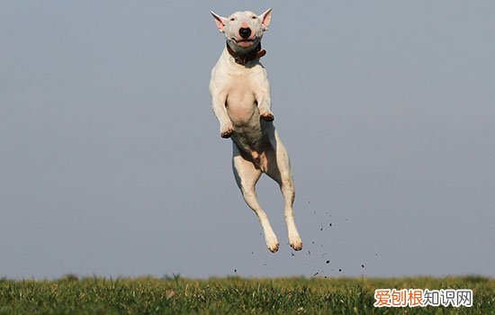 什么是犬瘟热 狗狗打喷嚏流鼻涕千万别松懈!