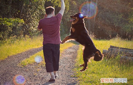 什么是犬瘟热 狗狗打喷嚏流鼻涕千万别松懈!