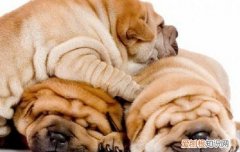 狗子宫蓄脓晚期 一定要及时治疗啊！