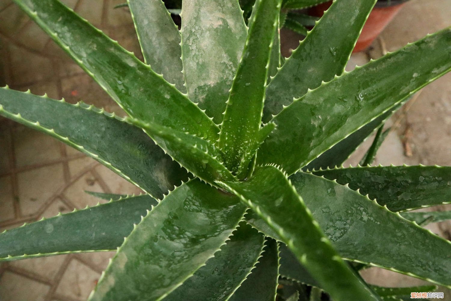 怎样栽芦荟多少天浇一次水 芦荟盆栽多少天浇一次水