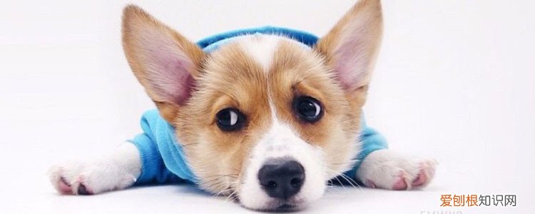 怎么知道狗狗有没有生病 很多主人误以为是在撒娇